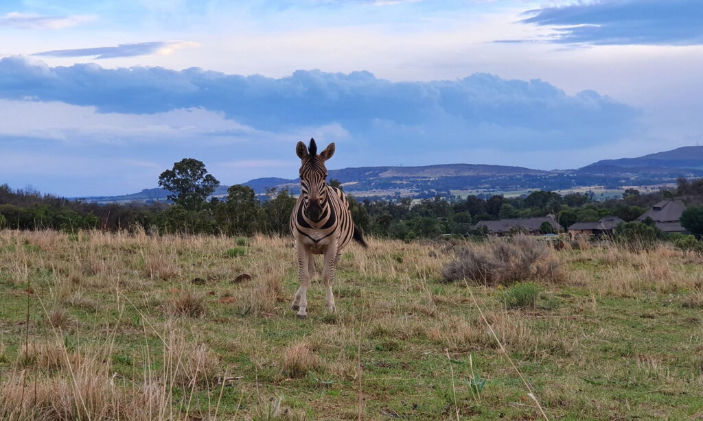 WildJoburg